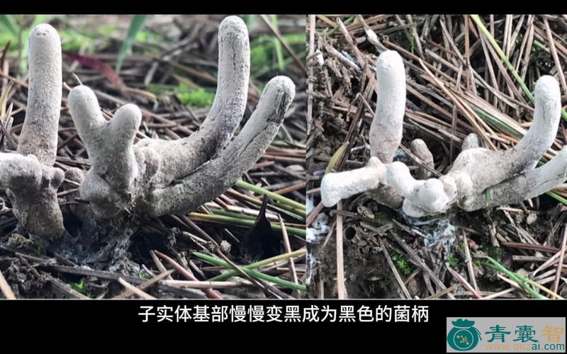 乌虫参的性味归经以及功效用法-青囊智