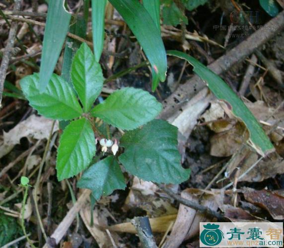 九节雷的性状性味归经以及功效用法-青囊智