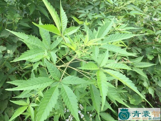 五指草的性状性味归经以及功效用法和注意事项-青囊智