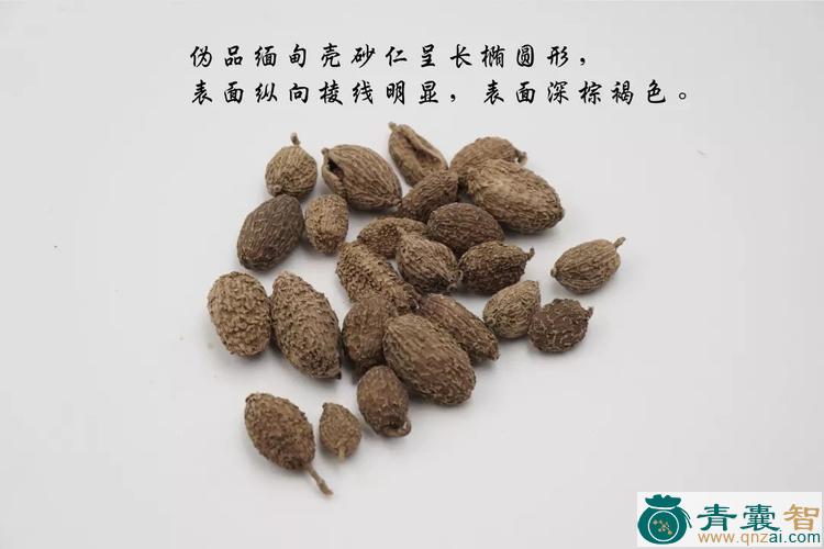 假砂仁的性味归经以及功效用法-青囊智