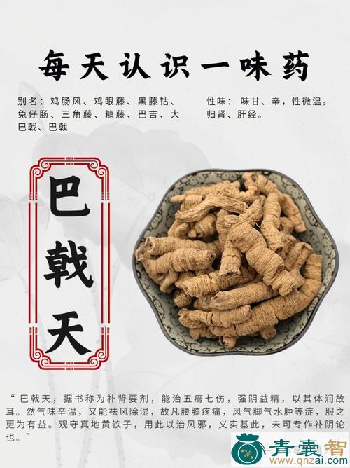 兔仔肠的性状性味归经以及功效用法和注意事项-青囊智