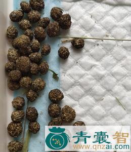 兔粪的性状性味归经以及功效用法和注意事项-青囊智