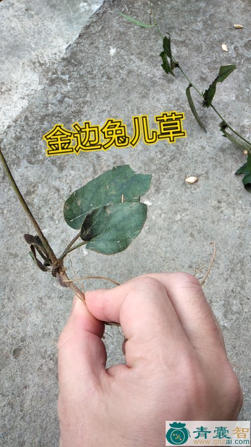 兔耳金边草的性状性味归经以及功效用法-青囊智