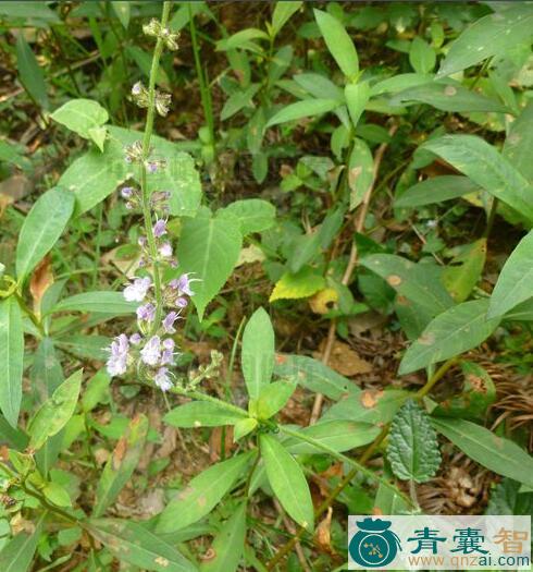 关胡须草的性味归经以及功效用法-青囊智