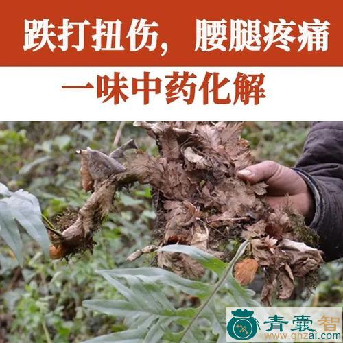 冷水跌打的性状性味归经以及功效用法-青囊智