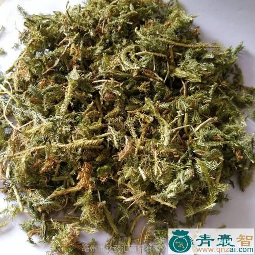 分经草的性状性味归经以及功效用法和注意事项-青囊智