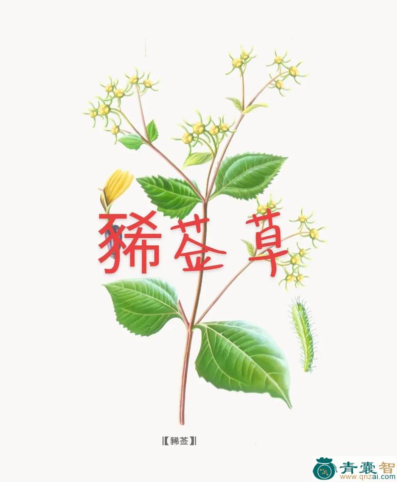 别合草的性状性味归经以及功效用法-青囊智