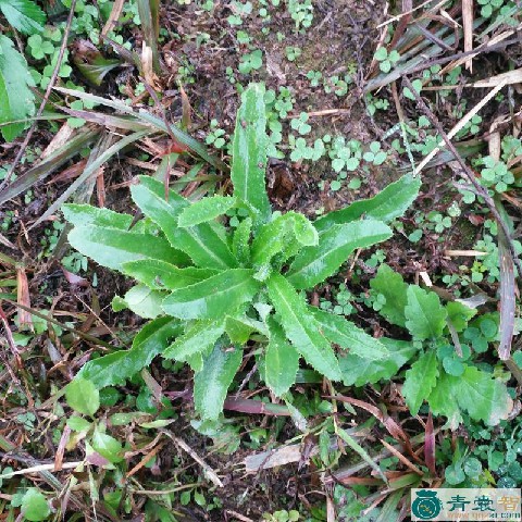 刺蕊草的性状性味归经以及功效用法和注意事项-青囊智