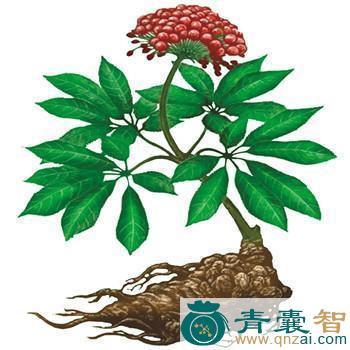 医草的性状性味归经以及功效用法和注意事项-青囊智