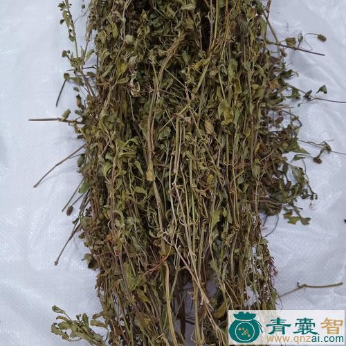 千捶草的性状性味归经以及功效用法-青囊智