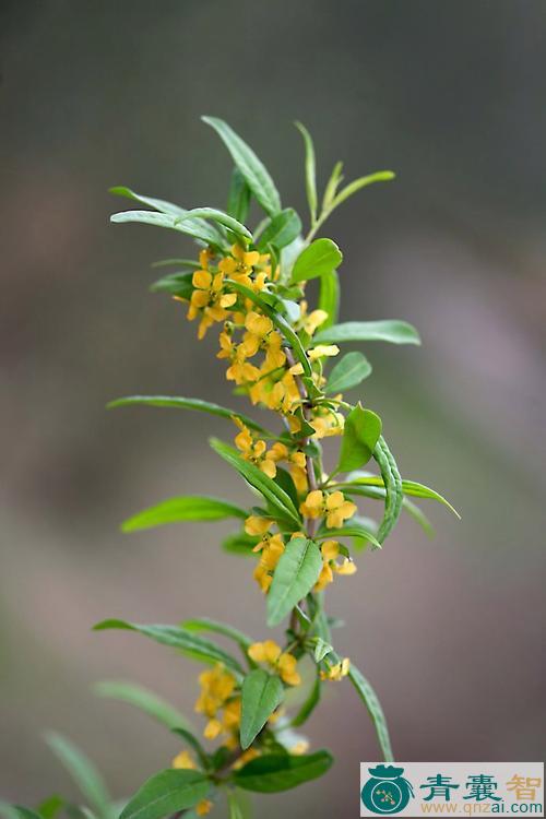 单花扁核木的性状性味归经以及功效用法和注意事项-青囊智