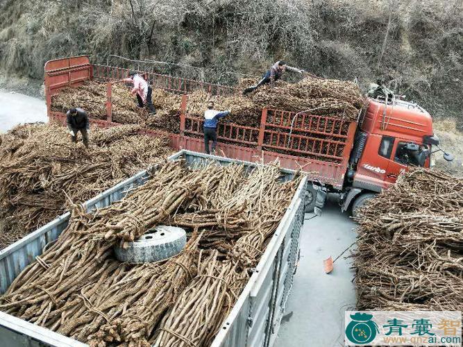 占车的性状性味归经以及功效用法-青囊智