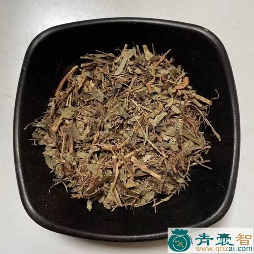 叶下藏珠的性状性味归经以及功效用法和注意事项-青囊智