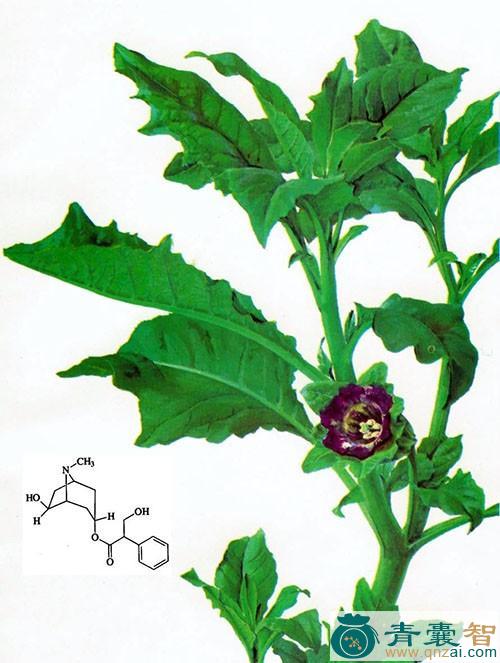 唐古特东莨菪的性味归经以及功效用法和注意事项-青囊智