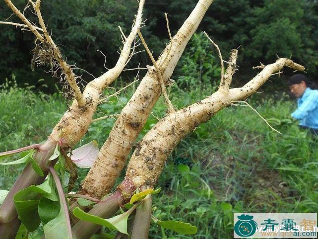 圆叶山总管的性味归经以及功效用法-青囊智