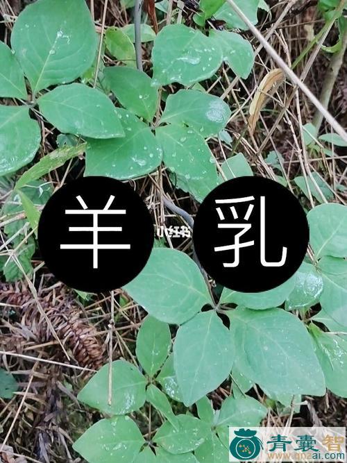 土羊乳的性状性味归经以及功效用法-青囊智