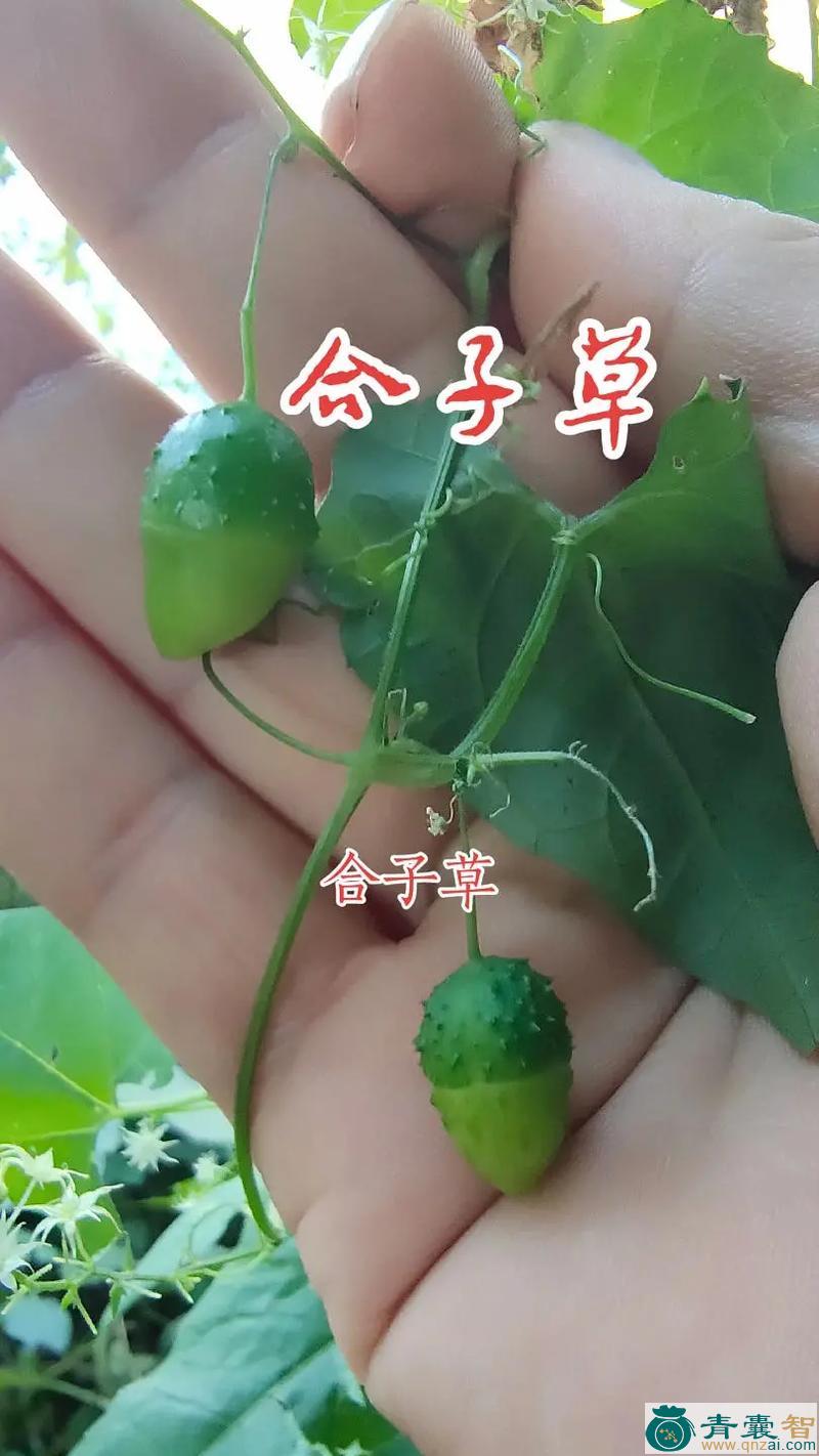 多子草的性味归经以及功效用法-青囊智