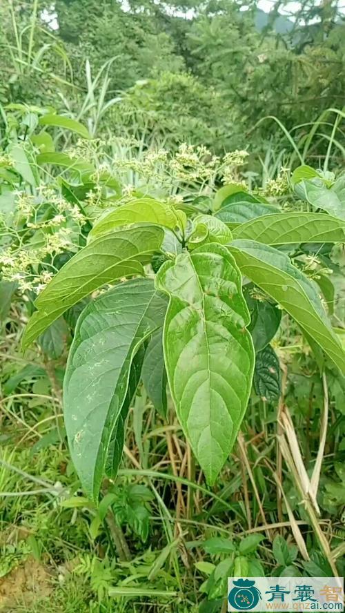 大叶退焮草的性状性味归经以及功效用法-青囊智