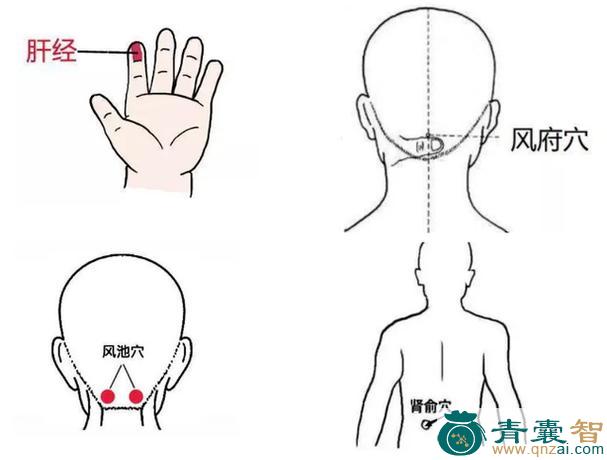 大甩头的性味归经以及功效用法-青囊智