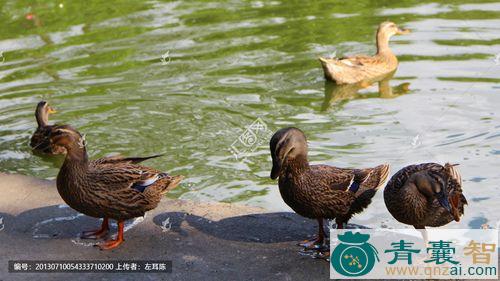 大红腿鸭的性味归经以及功效用法和注意事项-青囊智