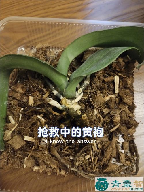 大红黄袍的性味归经以及功效用法-青囊智