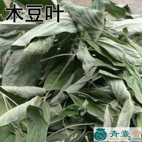 大豆叶的性味归经以及功效用法-青囊智