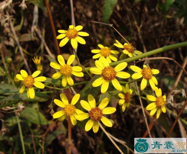 大黄花母的性味归经以及功效用法-青囊智