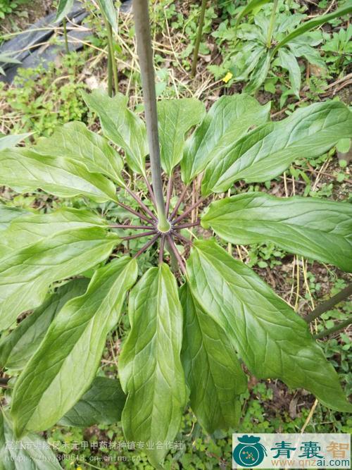 头顶一支花的-青囊智