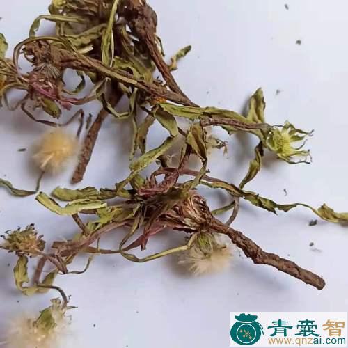 婆婆丁的性状性味归经以及功效用法-青囊智