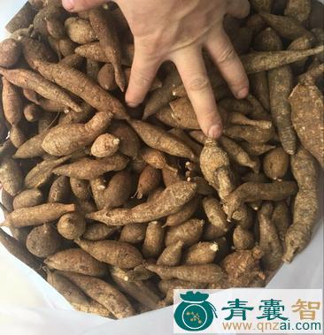 小牛力的性状性味归经以及功效用法-青囊智