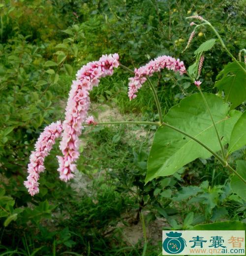 小红辣蓼的性状性味归经以及功效用法-青囊智