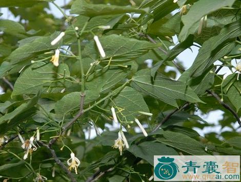 小花八角枫的性味归经以及功效用法-青囊智