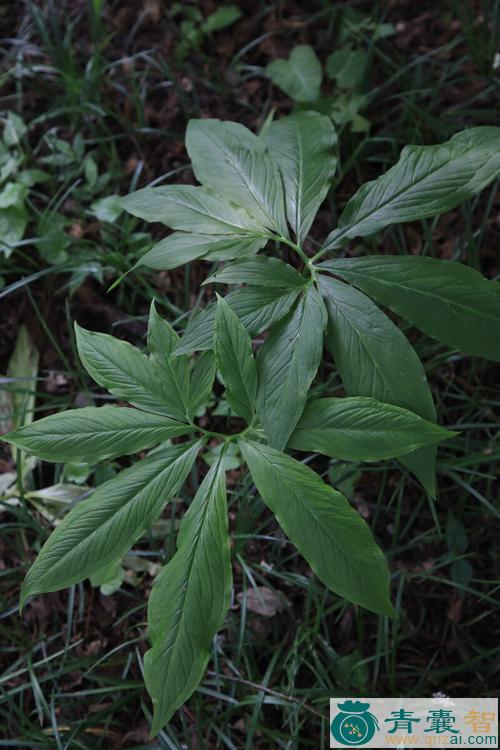 小虎掌草的性状性味归经以及功效用法和注意事项-青囊智