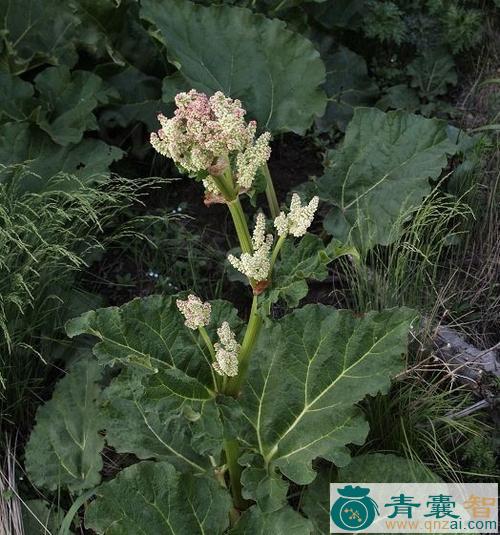 山大黄（华北大黄）的性味归经以及功效用法-青囊智