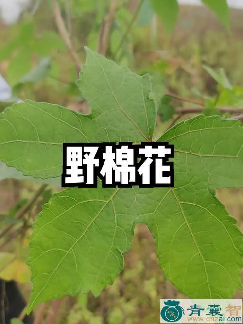 山棉花的性状性味归经以及功效用法和注意事项-青囊智