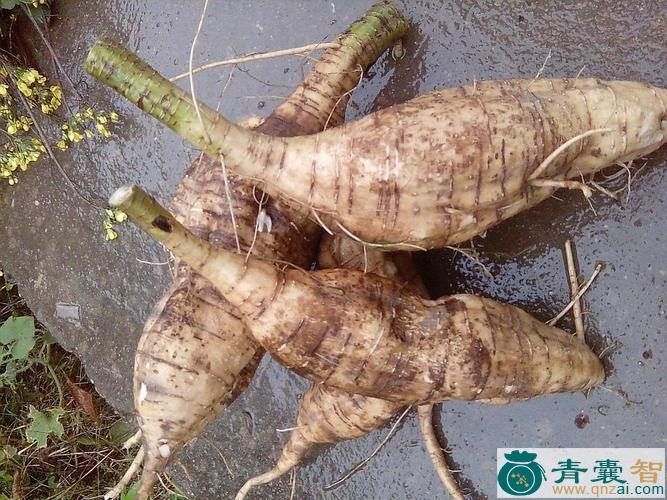 山花生的性味归经以及功效用法-青囊智