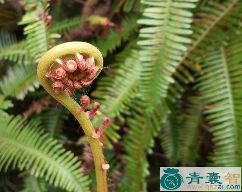 山花蕨的性味归经以及功效用法-青囊智