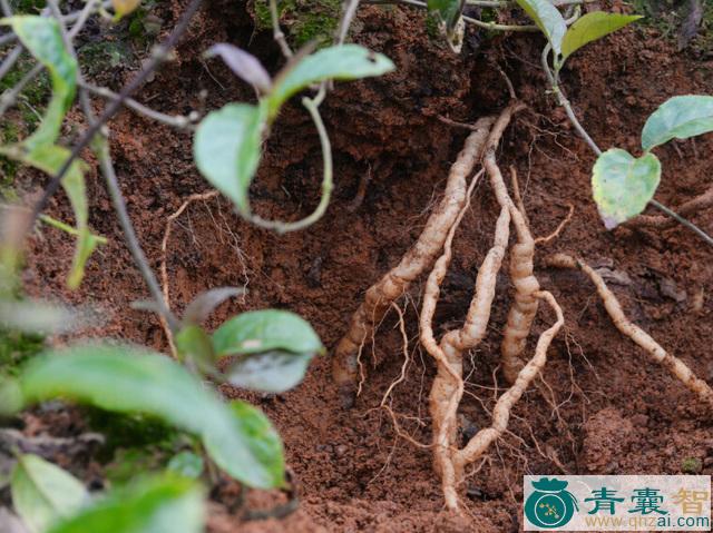 巴巴叶的性状性味归经以及功效用法和注意事项-青囊智