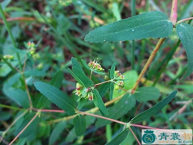 张口草的性味归经以及功效用法-青囊智