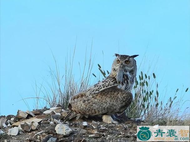 恨狐的性味归经以及功效用法-青囊智