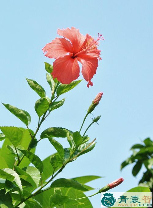 扶桑花的性状性味归经以及功效用法-青囊智