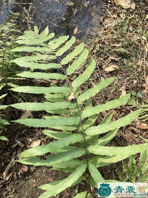 披针新月蕨的性味归经以及功效用法-青囊智