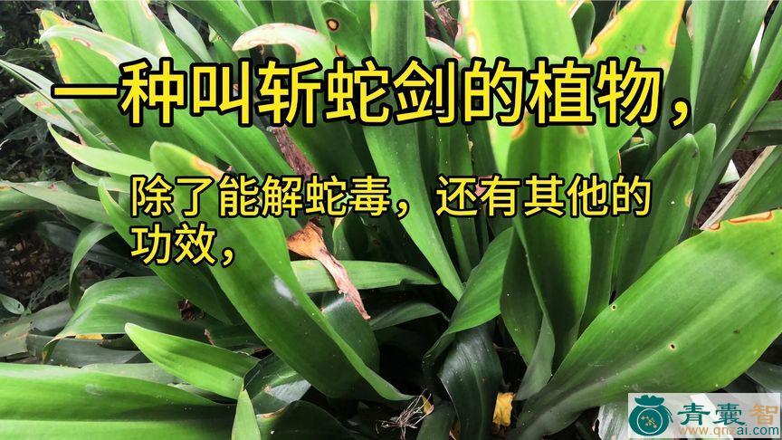 斩草剑的性味归经以及功效用法-青囊智