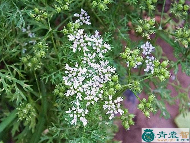 日本芫荽的性味归经以及功效用法-青囊智