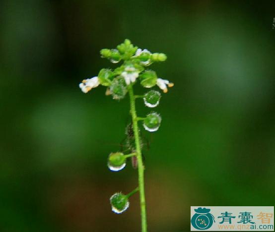 曲毛露珠草的性味归经以及功效用法-青囊智