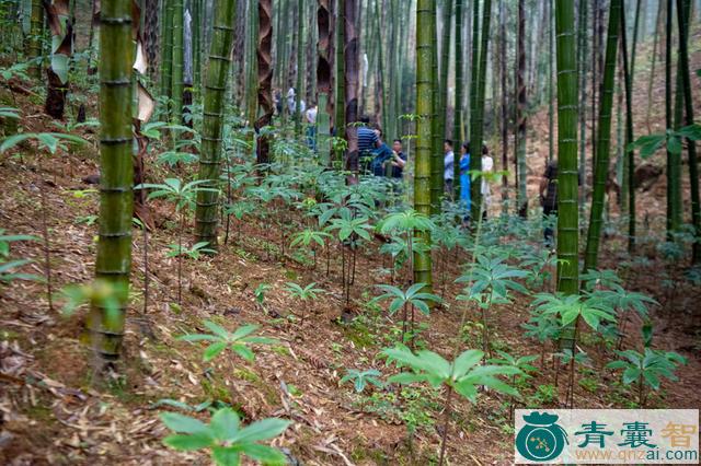 林下竹的性状性味归经以及功效用法和注意事项-青囊智