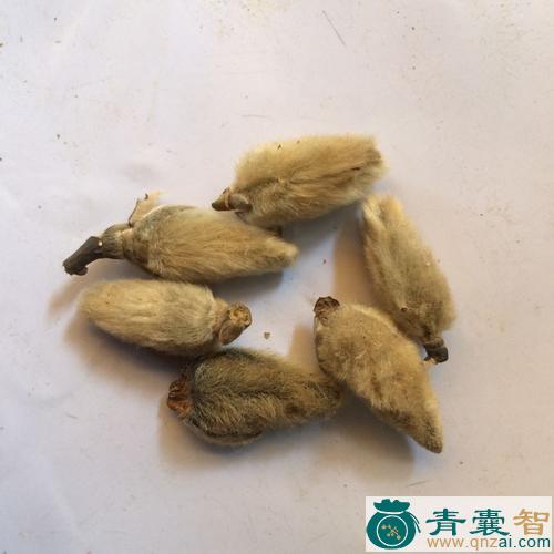 楮桃的性状性味归经以及功效用法和注意事项-青囊智