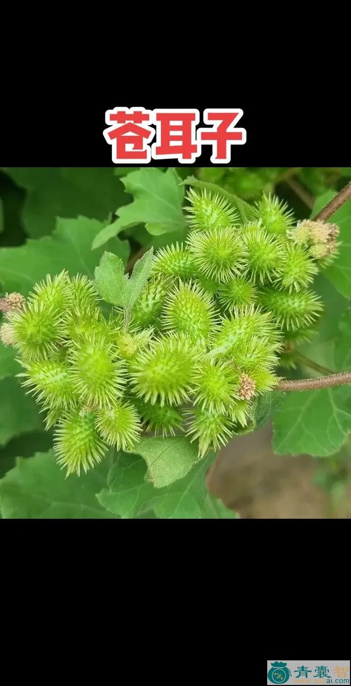 毛苍子的性状性味归经以及功效用法和注意事项-青囊智