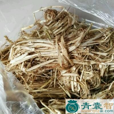 油渣果根的性味归经以及功效用法和注意事项-青囊智