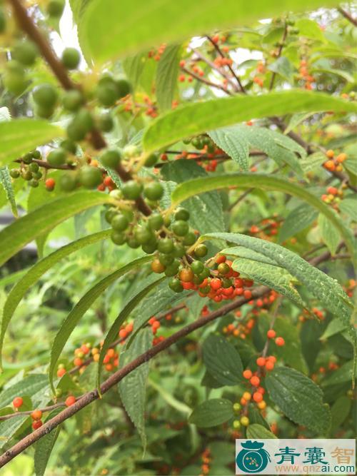 油麻草的性状性味归经以及功效用法-青囊智